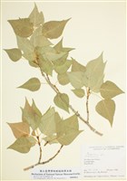 藏品(楊屬)的圖片